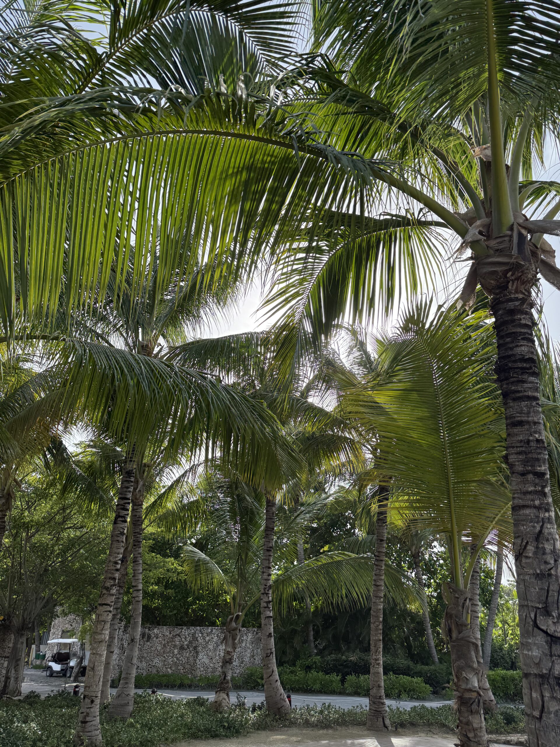 image-palm tree-Santiago-de-los-Caballeros